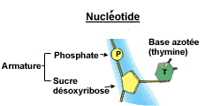 Nuclotide - ADN..