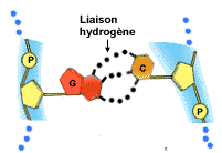 Liaison hydrogne - ADN..