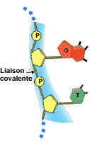 Liaison covalente - ADN..