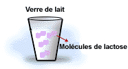 Mol�cule de lactose