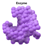 Enzyme