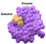 Structure de l'enzyme: le mod�le cl�-serrure