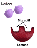 Lactose et l'enzyme