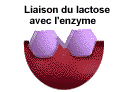 Liaison du lactose avec l'enzyme