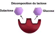 D�composition du lactose