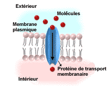 Protine de transport membranaire