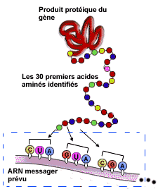 Transfert de Southern 1..