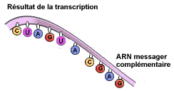 R�sultant de la transcription