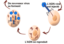 Infection virale (b)..