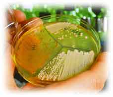 Culture bact�rienne..