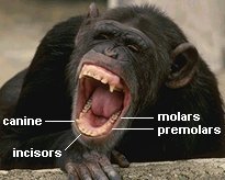 photo of a chimpanzee with its mouth open showing different kinds of teeth (canines, incisors, premolars, and molars)