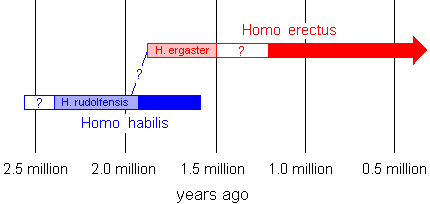 Family tree of early humans